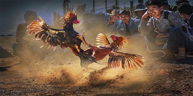 ku11 chơi bắn cá đổi thưởng
