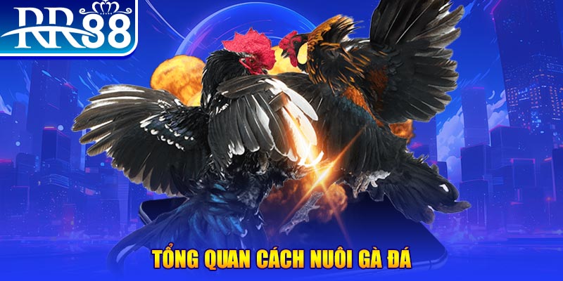 ku11 VA Điện Tử
