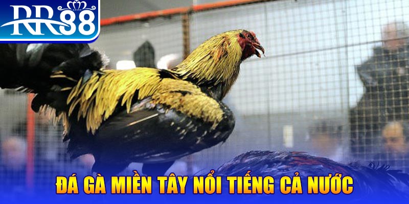ku11 JILI Game Bài 3d