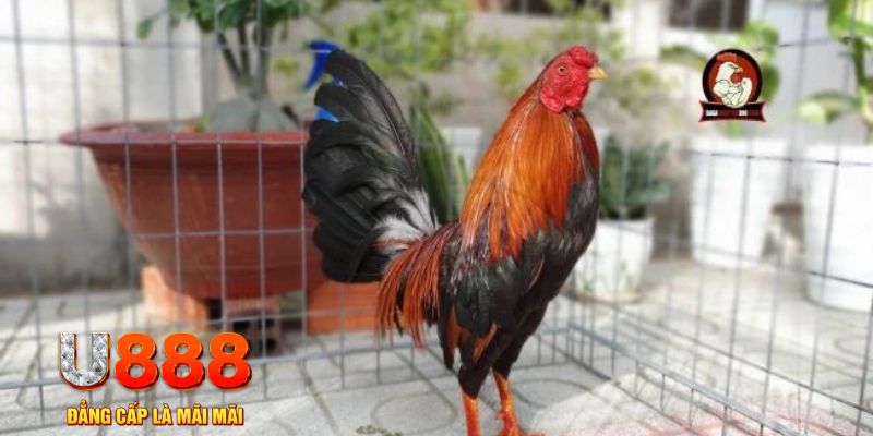 ku11 casino máy tính